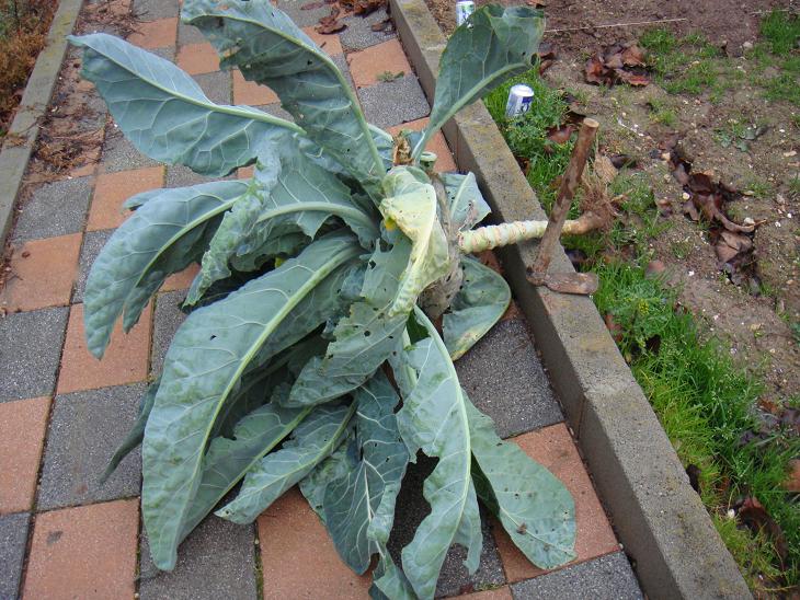 [Foto de planta, jardin, jardineria]