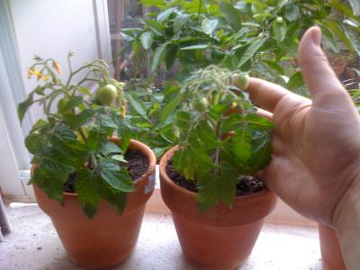 [Foto de planta, jardin, jardineria]