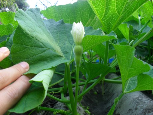 [Foto de planta, jardin, jardineria]