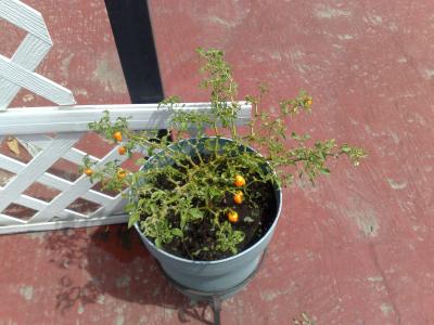 [Foto de planta, jardin, jardineria]