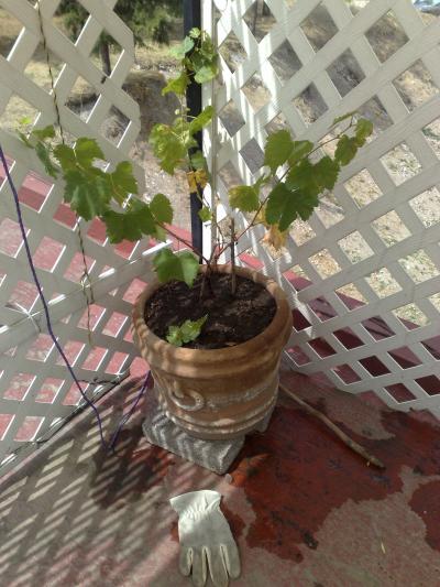 [Foto de planta, jardin, jardineria]
