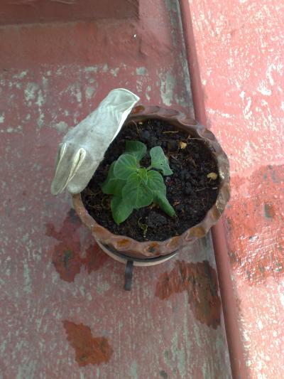 [Foto de planta, jardin, jardineria]