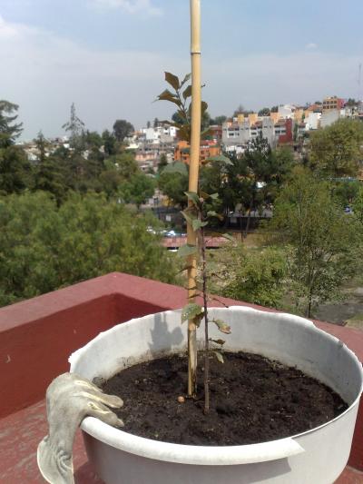 [Foto de planta, jardin, jardineria]