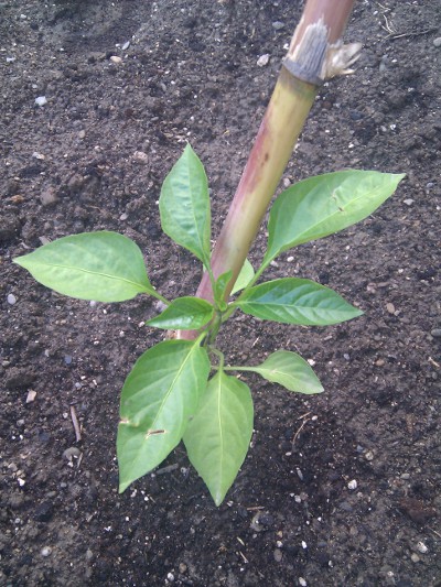 [Foto de planta, jardin, jardineria]