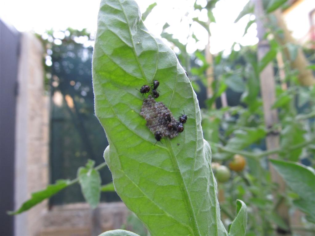 [Foto de planta, jardin, jardineria]