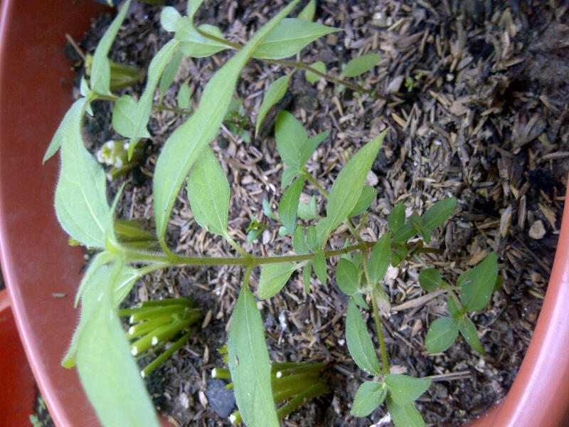 [Foto de planta, jardin, jardineria]