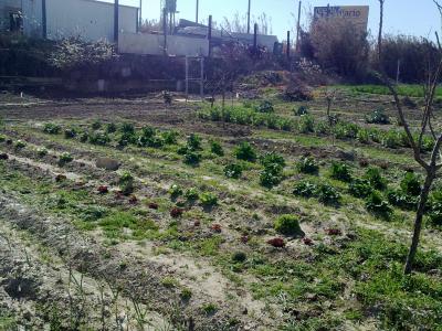 [Foto de planta, jardin, jardineria]