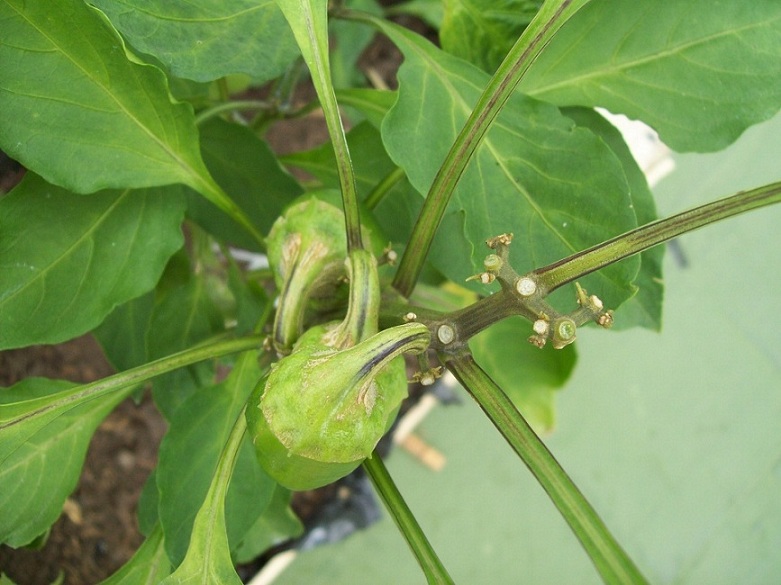 [Foto de planta, jardin, jardineria]