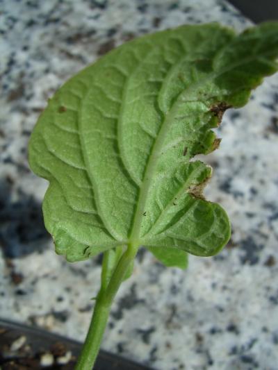 [Foto de planta, jardin, jardineria]