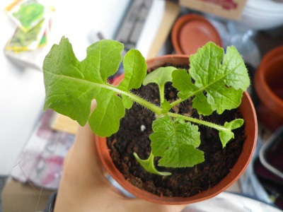 [Foto de planta, jardin, jardineria]
