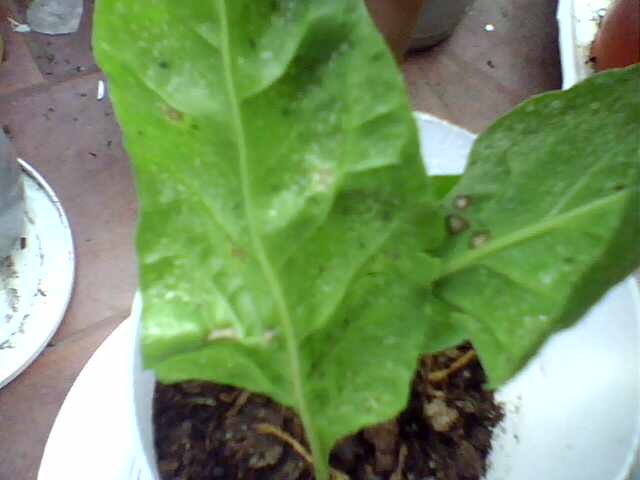 [Foto de planta, jardin, jardineria]