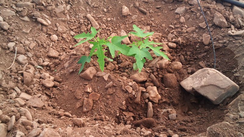 [Foto de planta, jardin, jardineria]