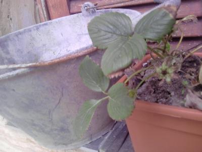 [Foto de planta, jardin, jardineria]