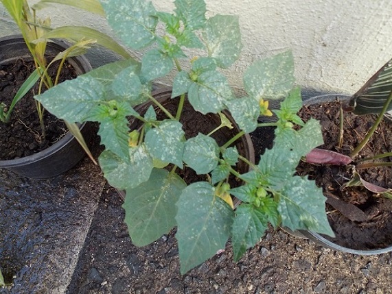 [Foto de planta, jardin, jardineria]