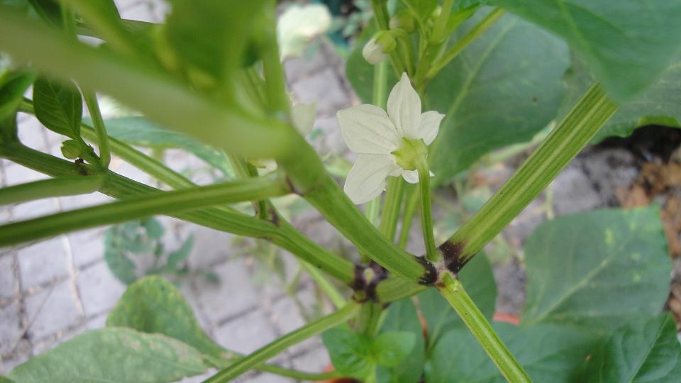 [Foto de planta, jardin, jardineria]