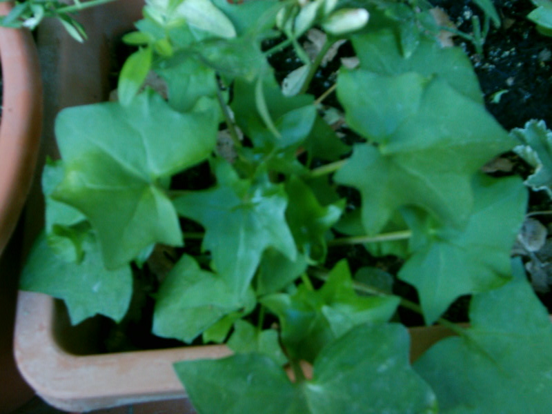 [Foto de planta, jardin, jardineria]