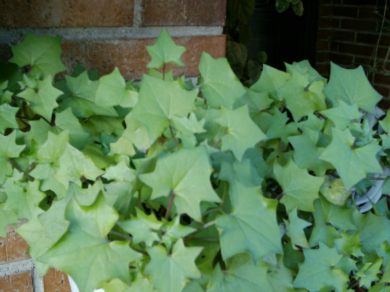 [Foto de planta, jardin, jardineria]
