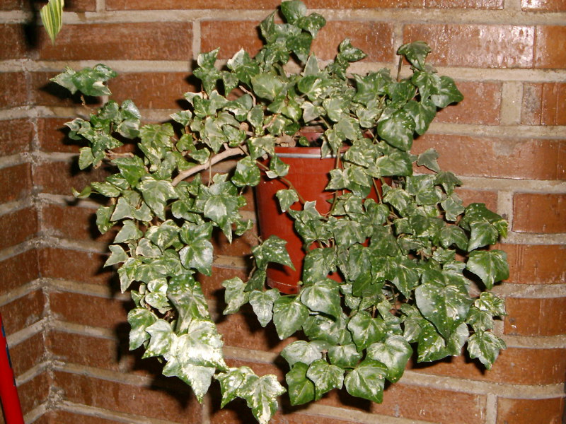 [Foto de planta, jardin, jardineria]