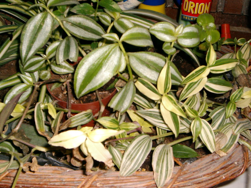 [Foto de planta, jardin, jardineria]