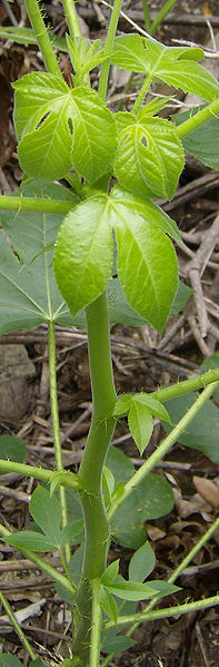 [Foto de planta, jardin, jardineria]