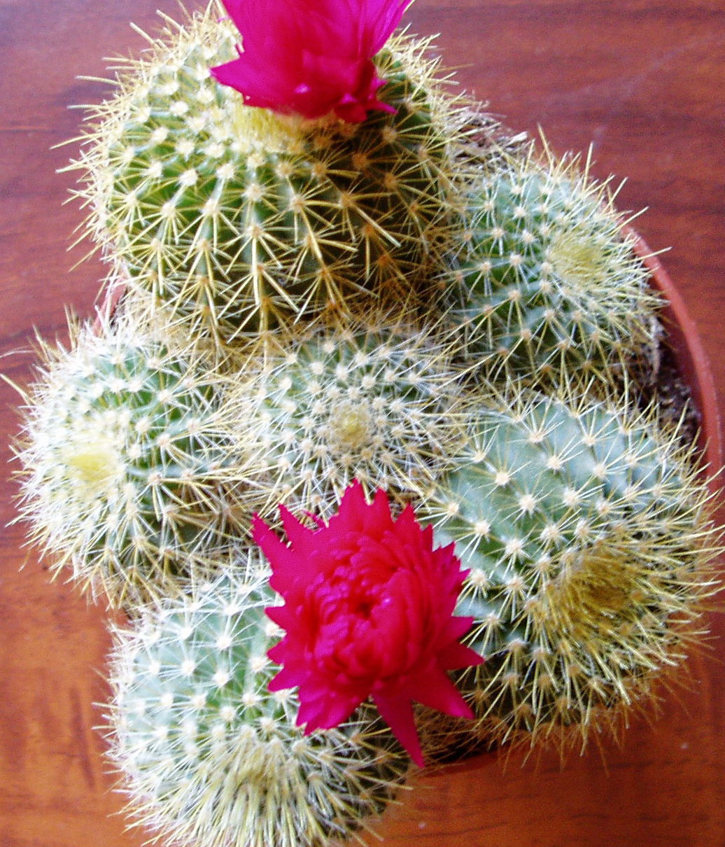 [Foto de planta, jardin, jardineria]