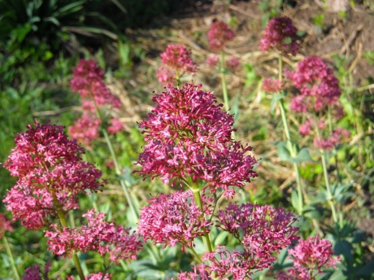 [Foto de planta, jardin, jardineria]