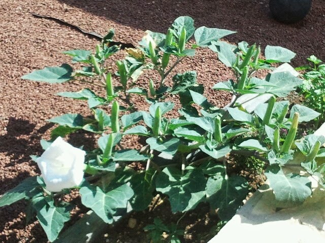 [Foto de planta, jardin, jardineria]