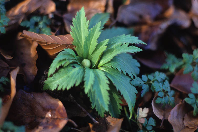 [Foto de planta, jardin, jardineria]