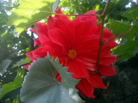[Foto de planta, jardin, jardineria]