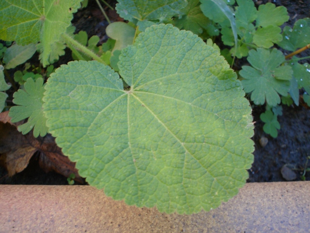 [Foto de planta, jardin, jardineria]