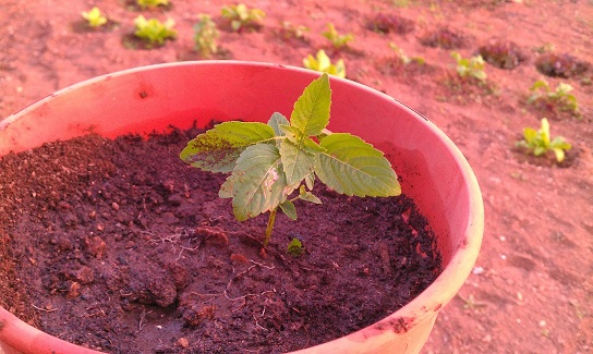 [Foto de planta, jardin, jardineria]