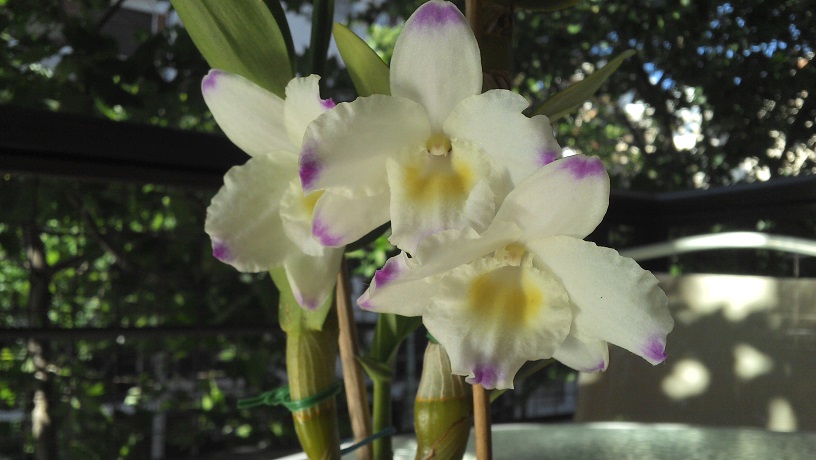 [Foto de planta, jardin, jardineria]