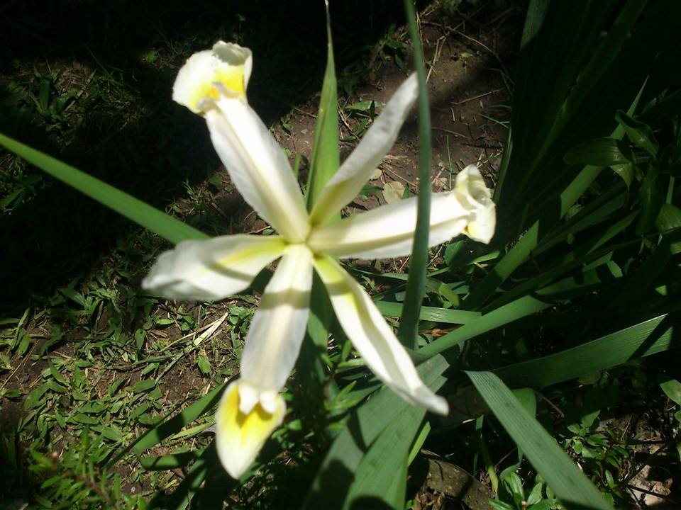 [Foto de planta, jardin, jardineria]