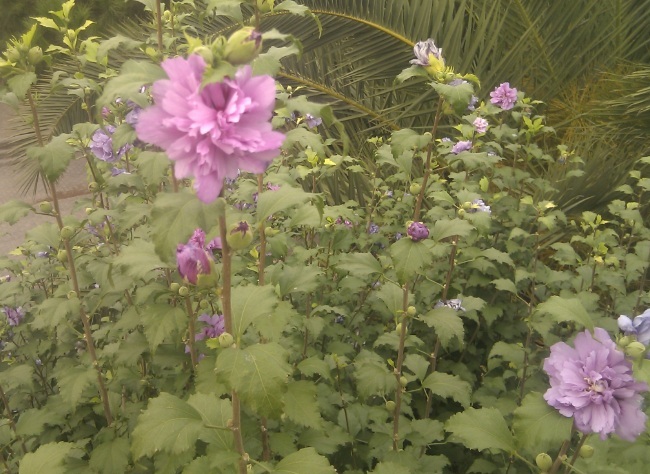 [Foto de planta, jardin, jardineria]