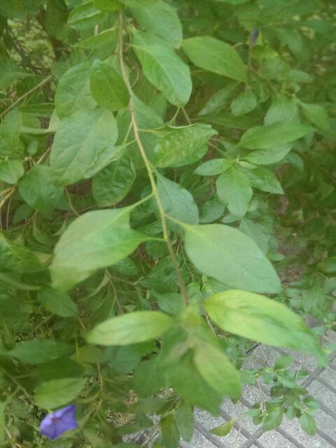 [Foto de planta, jardin, jardineria]