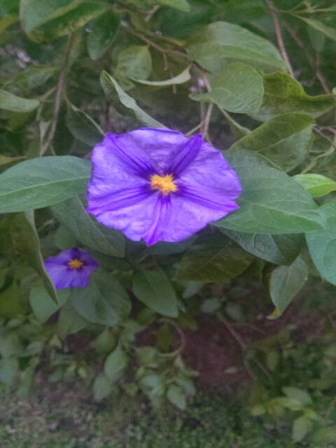 [Foto de planta, jardin, jardineria]