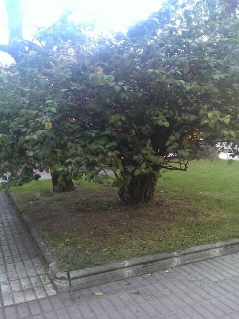 [Foto de planta, jardin, jardineria]
