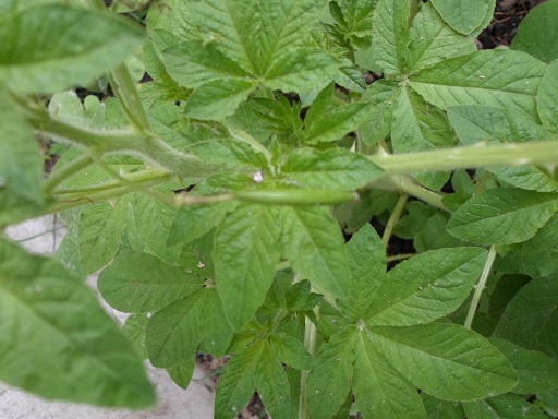 [Foto de planta, jardin, jardineria]