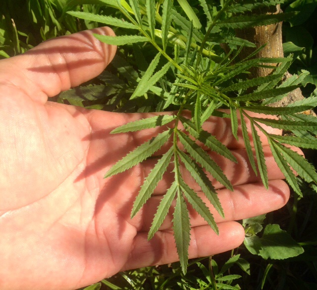 [Foto de planta, jardin, jardineria]