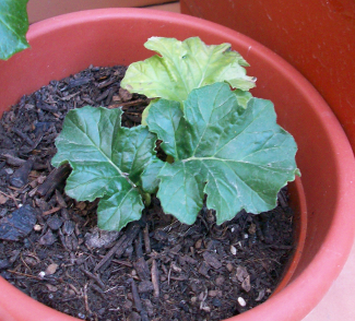 [Foto de planta, jardin, jardineria]