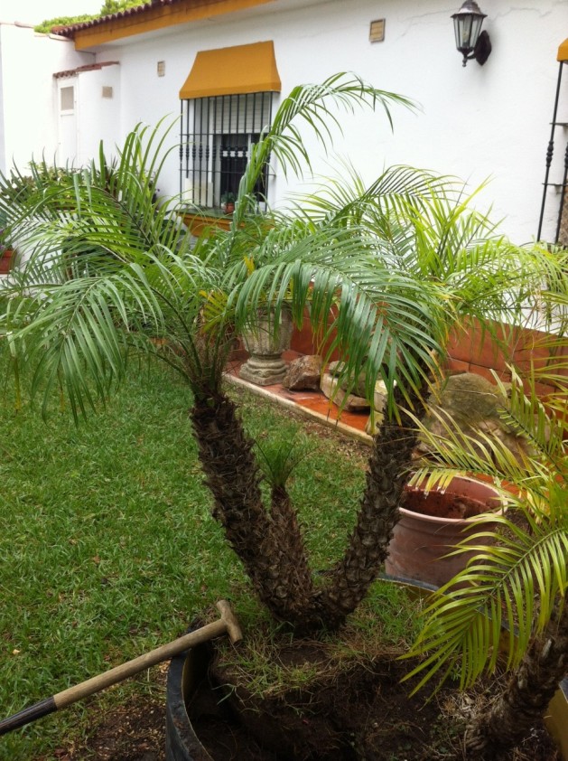 [Foto de planta, jardin, jardineria]