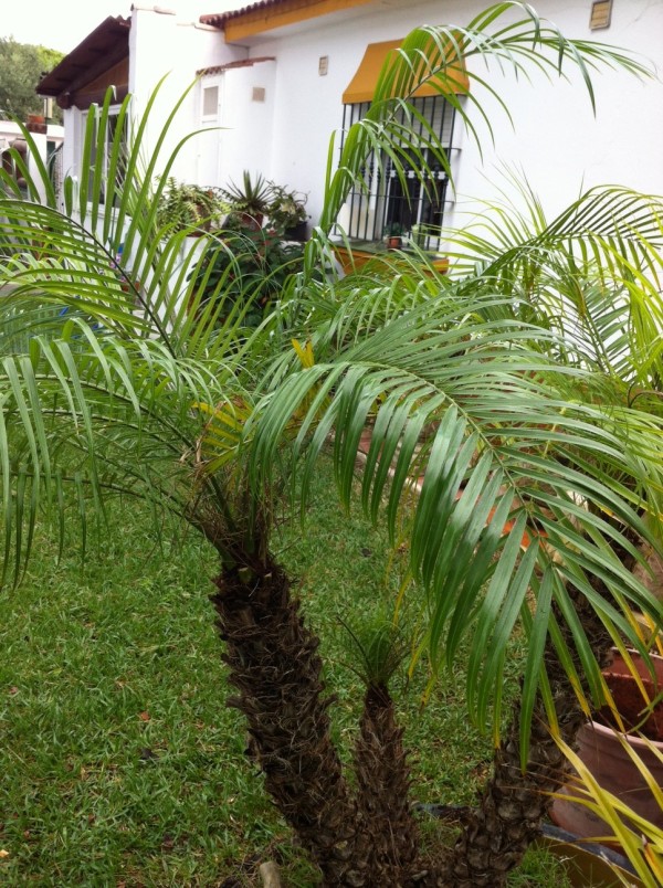 [Foto de planta, jardin, jardineria]