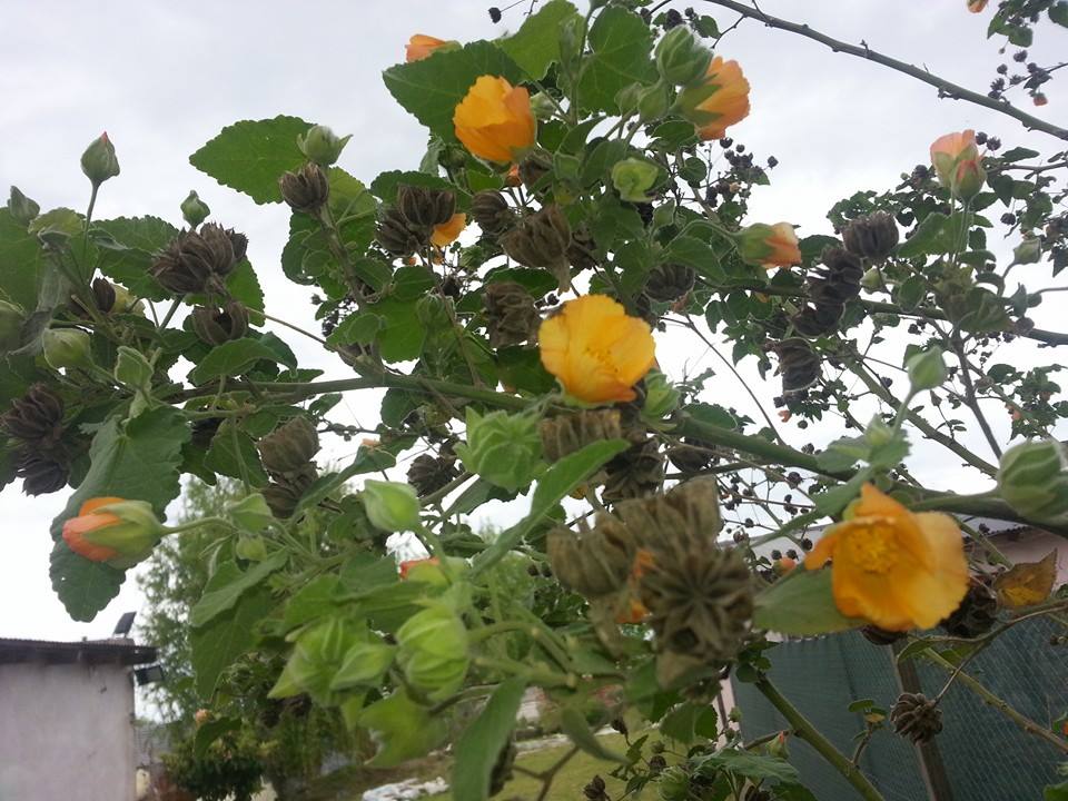 [Foto de planta, jardin, jardineria]