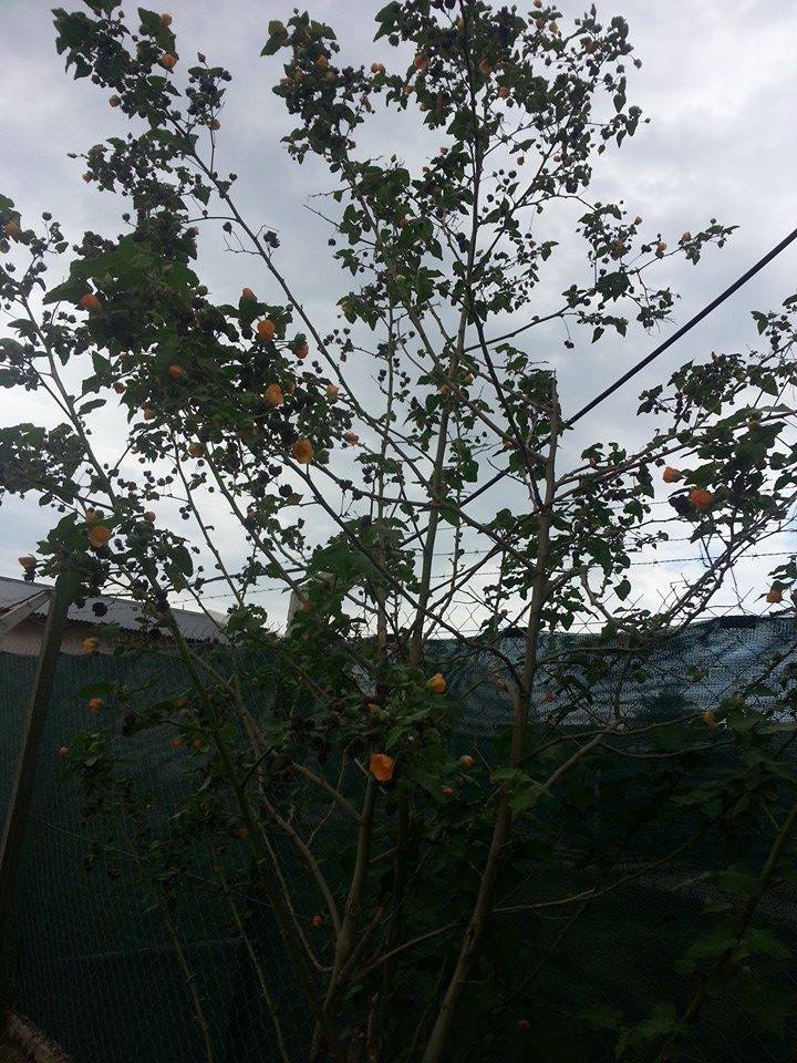 [Foto de planta, jardin, jardineria]