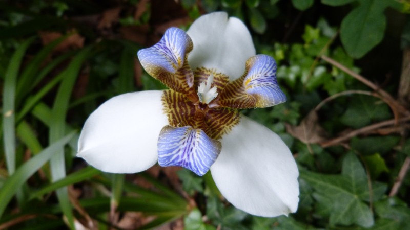 [Foto de planta, jardin, jardineria]