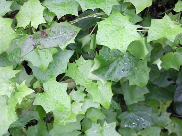 [Foto de planta, jardin, jardineria]