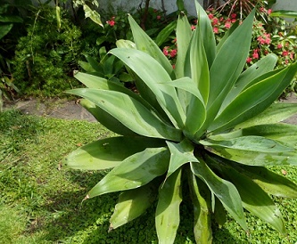 [Foto de planta, jardin, jardineria]