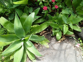 [Foto de planta, jardin, jardineria]