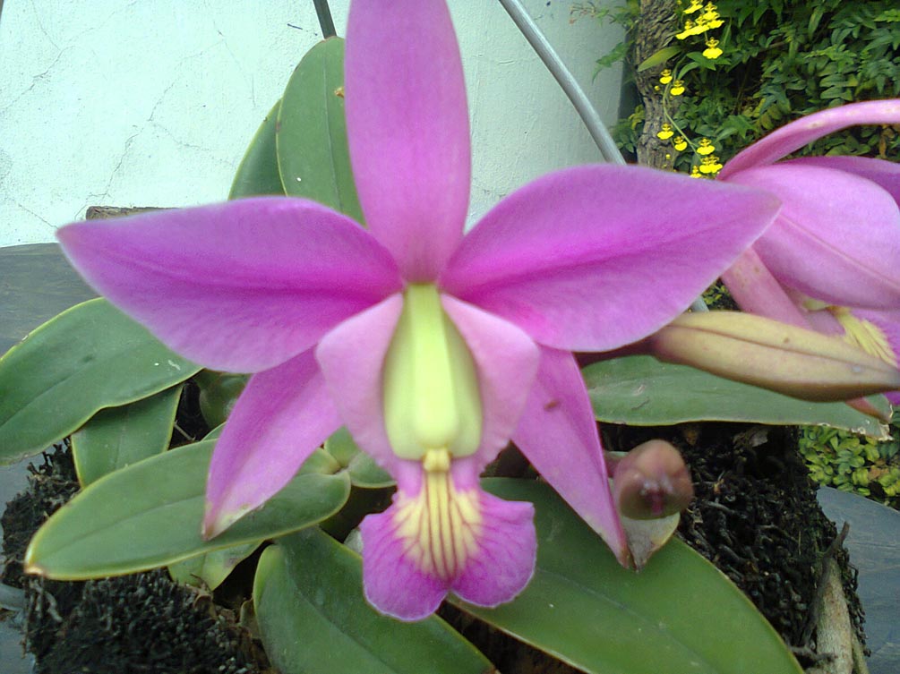 [Foto de planta, jardin, jardineria]