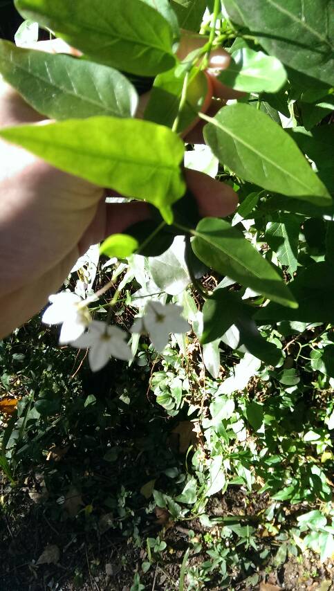 [Foto de planta, jardin, jardineria]